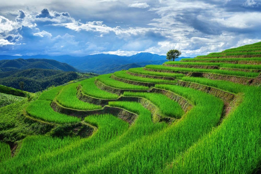 rice